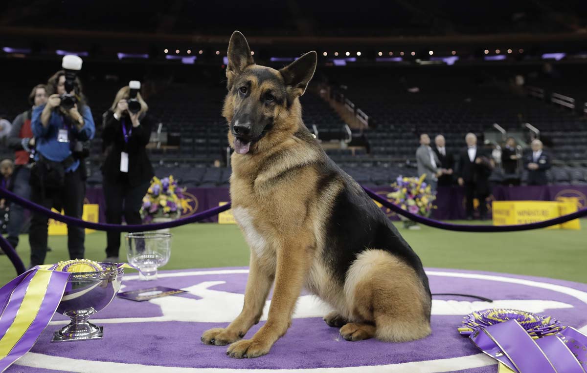 141st Westminster Kennel Club Dog Show