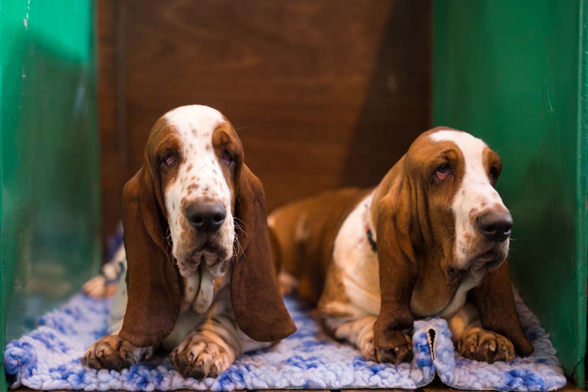 2017-crufts-dog-show-in-birmingham-england