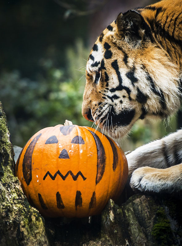 Halloween around the world