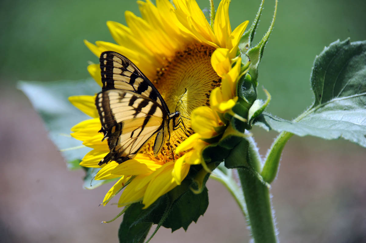 Pick your own sunflowers