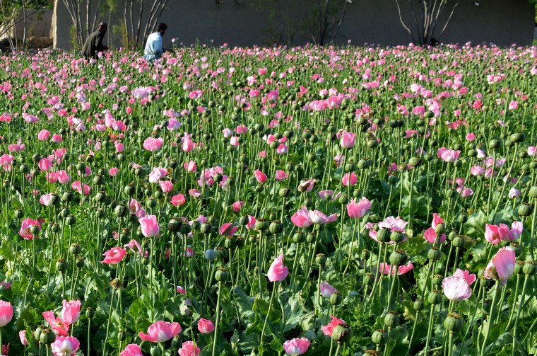 Harvesting opium in Afghanistan’s poppy fields