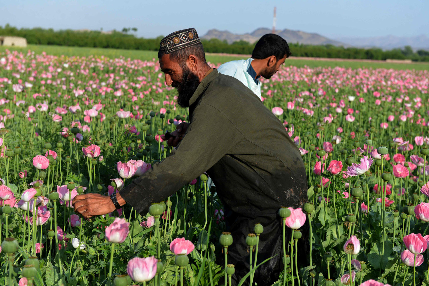 Harvesting opium in Afghanistan’s poppy fields